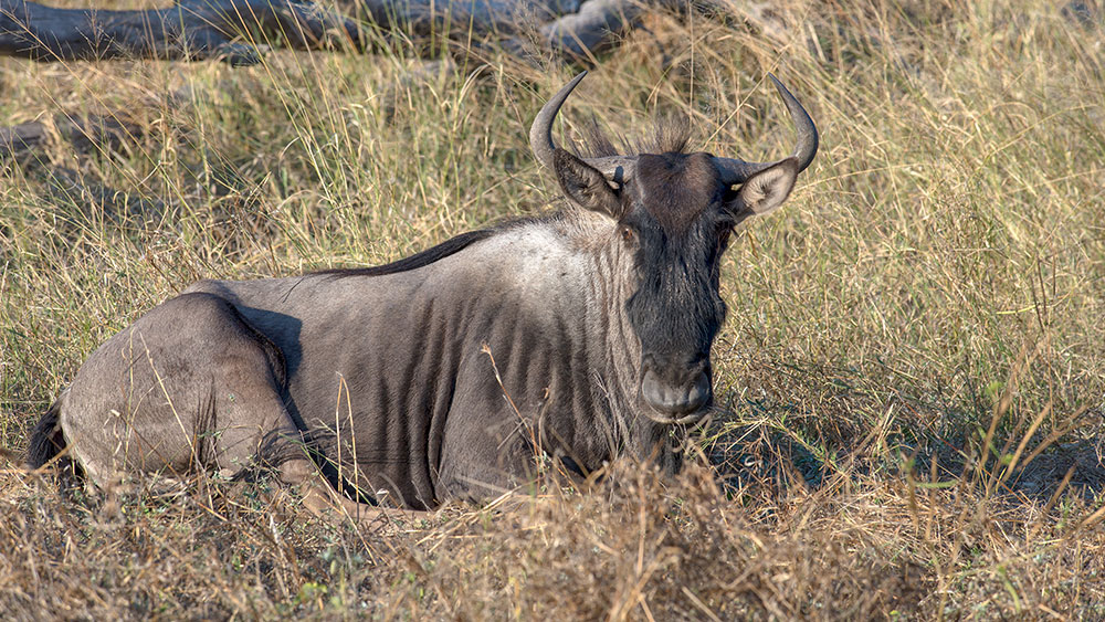 Wildebeest