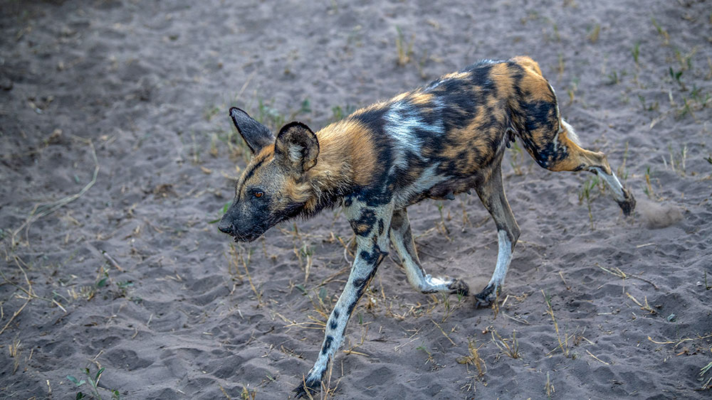 Wild Dog