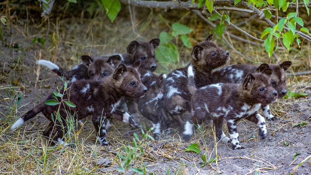 Wild Dogs