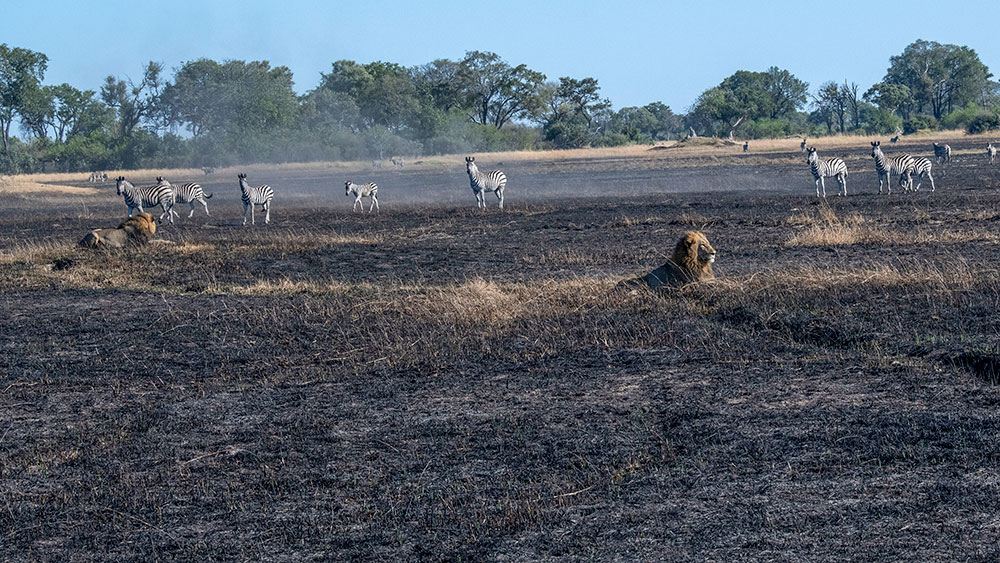 Lions