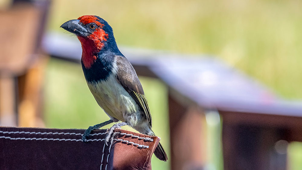 Black Collared Barbet