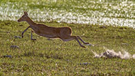 Red Lechwe