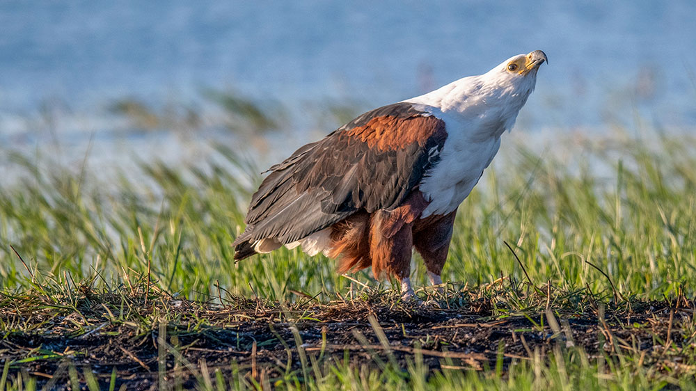 Fish Eagle