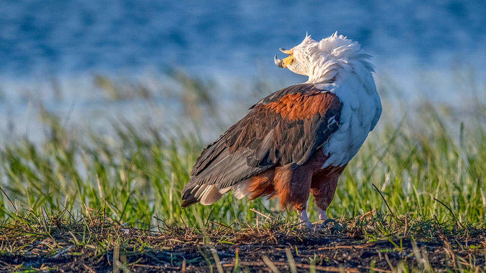 Fish Eagle