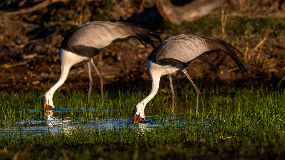 Wattled Cranes 