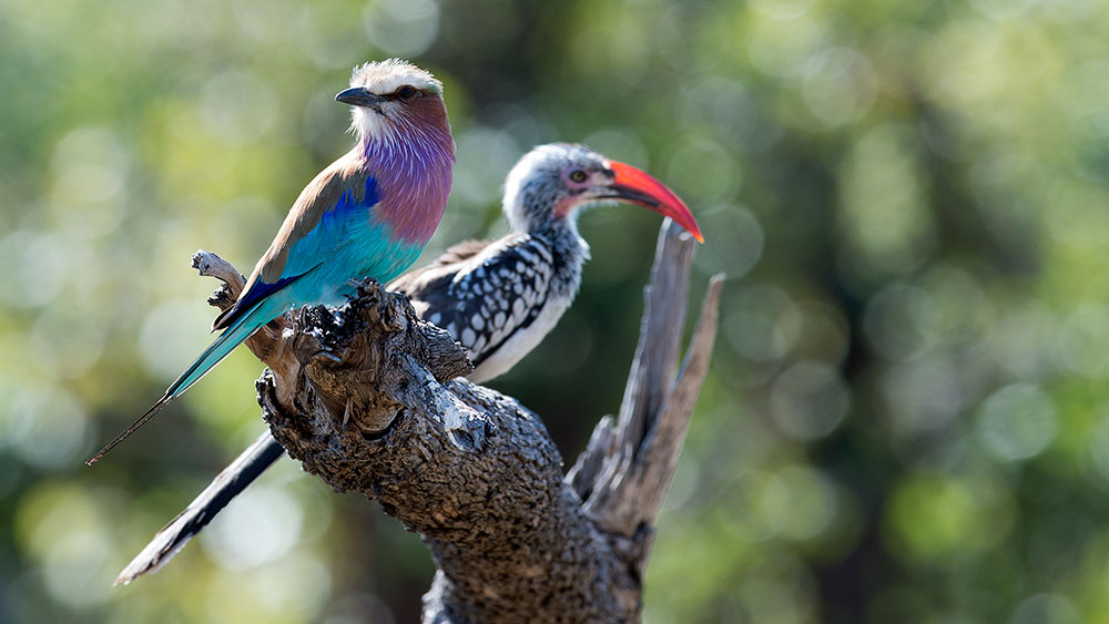 Lilac Breasted Roller