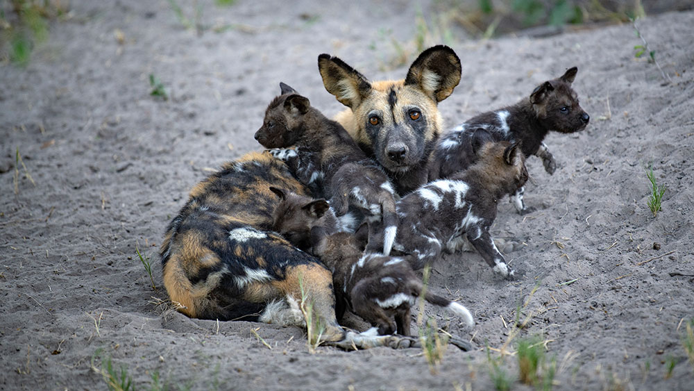 Wild Dogs