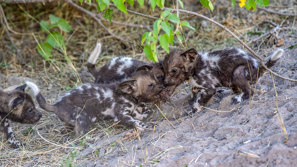 Wild Dogs