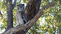 Giant Eagle Owl