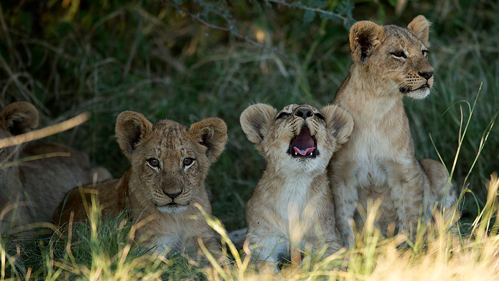 Lion cubs