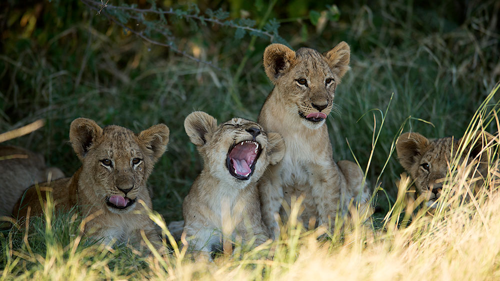 Lion cubs