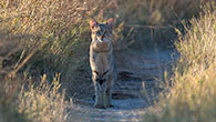 African Wild Cat