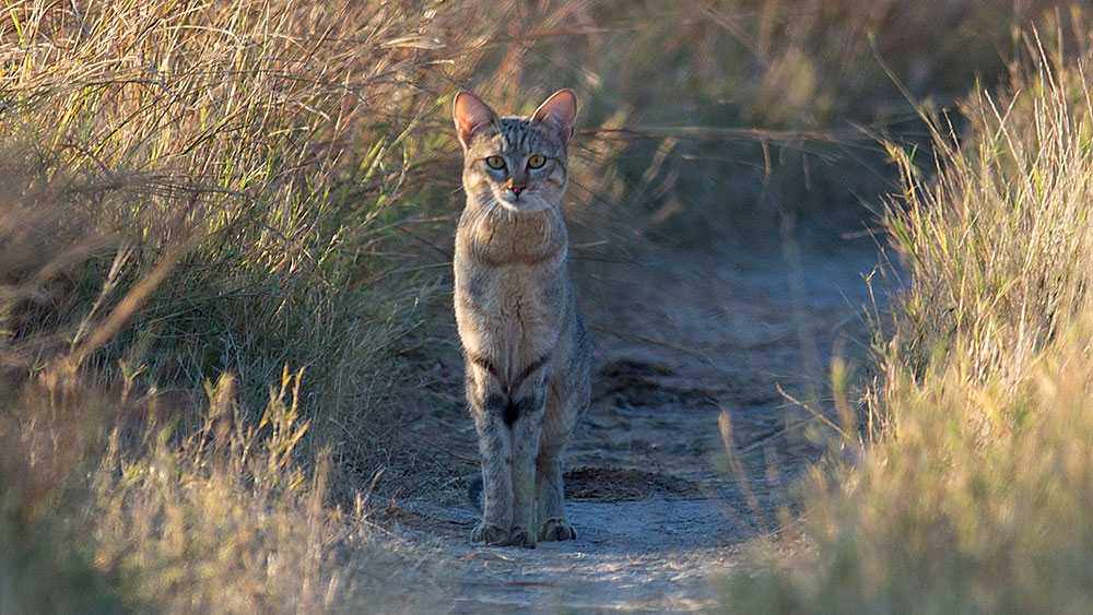 African Wild Cat