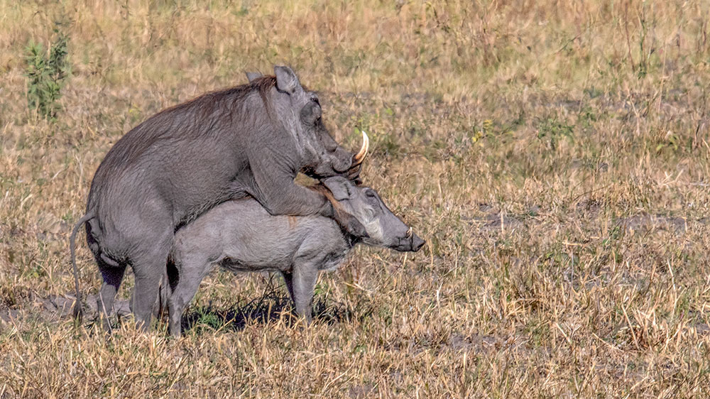 Warthogs