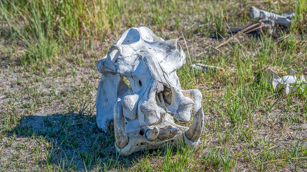 Hippo Skull