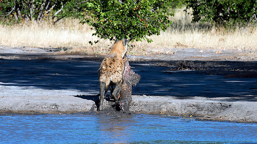 Hyena