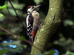 Gt Spotted Woodpecker