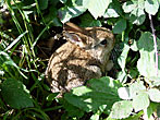 Young rabbit