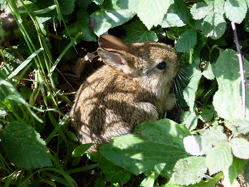 Young rabbit