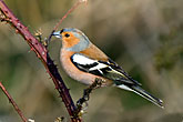 Chaffinch