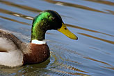 Mallard