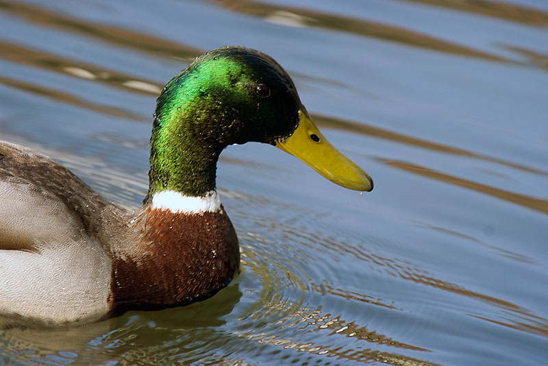 Mallard