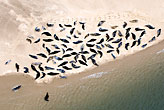 Common seals