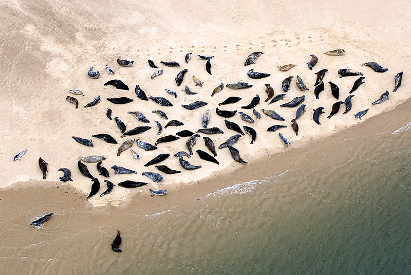 Common Seals