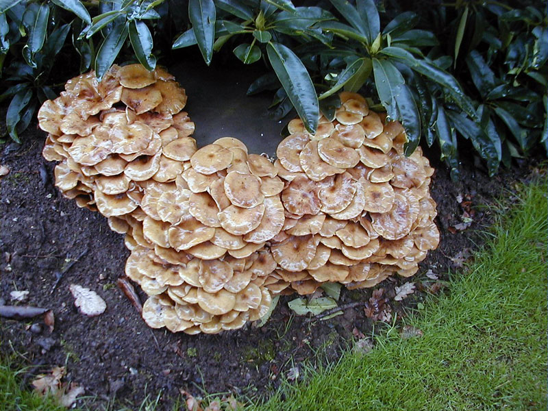 Honey fungus