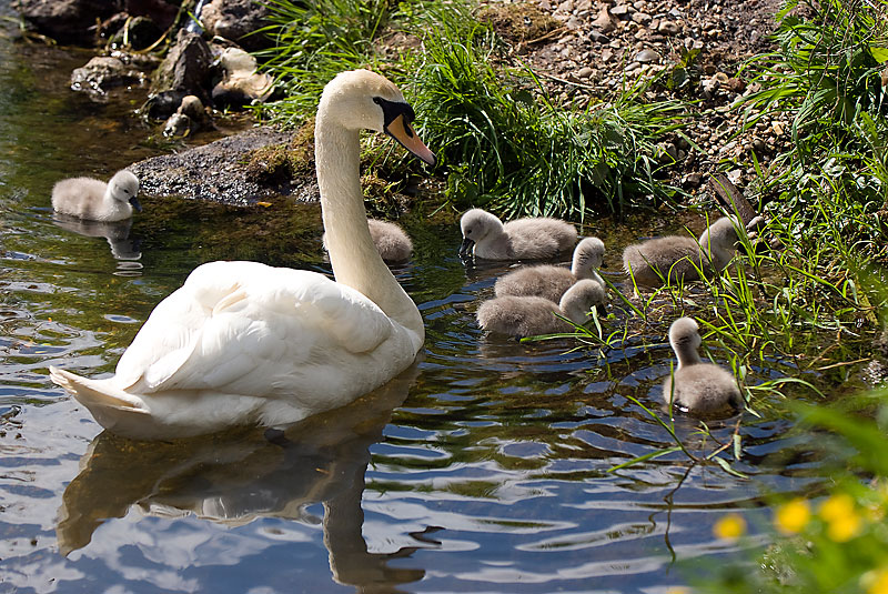 Mute swan family