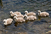 Mute Swan cygnets