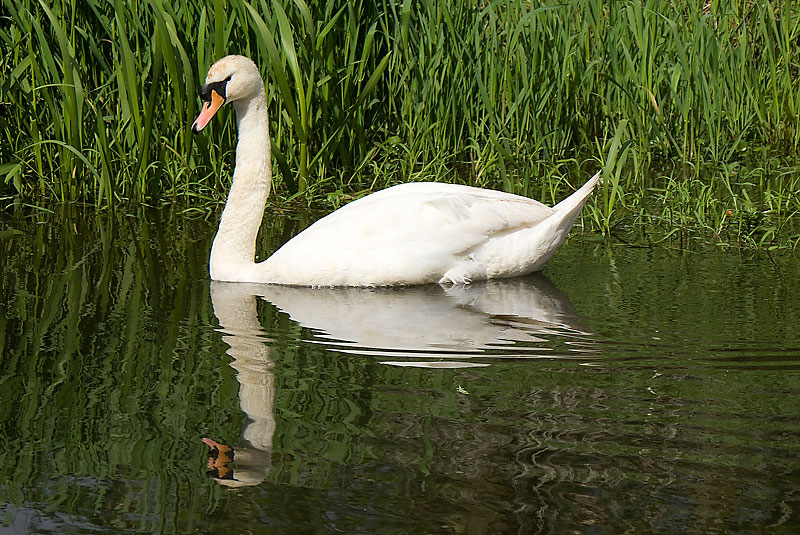 Mute Swan