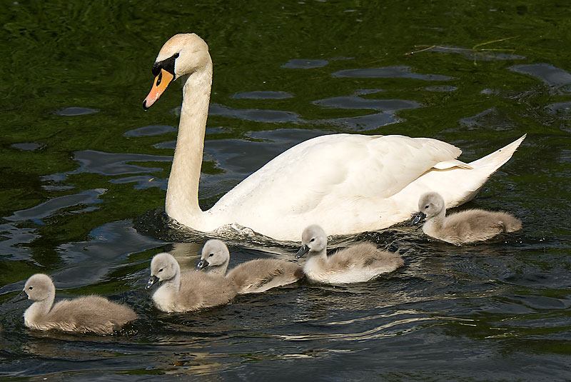 Mute swan family