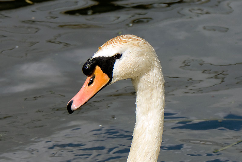 Mute Swan