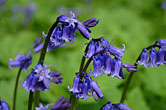 Bluebells