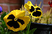 Pansies