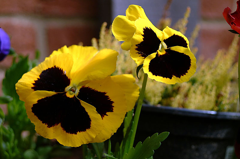 Pansies