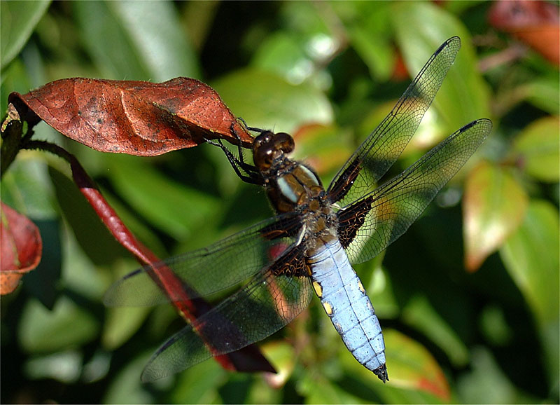 Broad Bodied Libellula