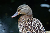 Mallard