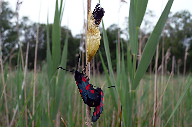 Leaf Hopper