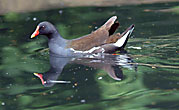 Moorhen