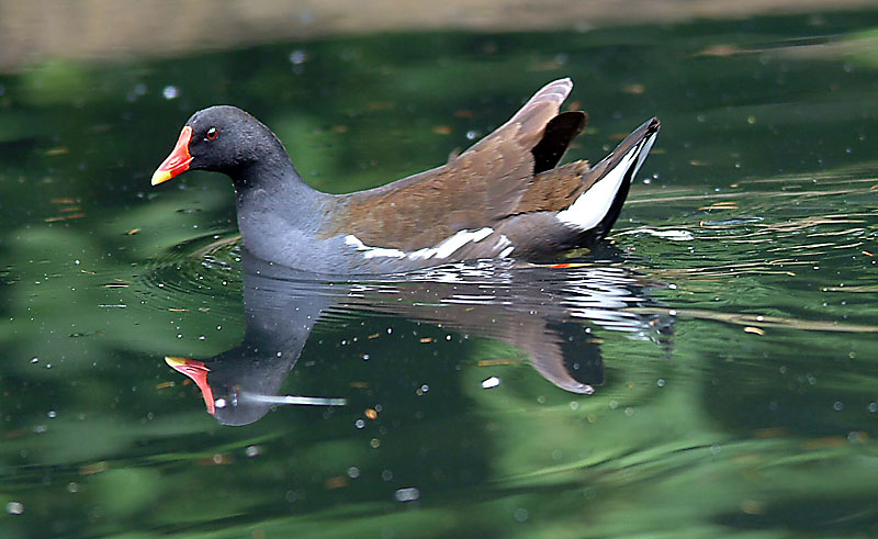 Moorhen