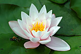 Water Lily