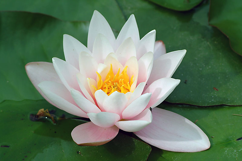 White water lily