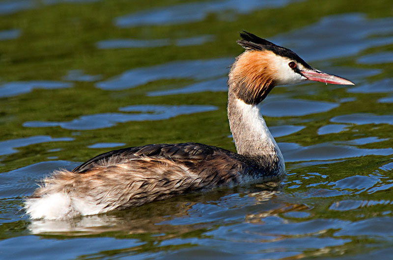 Great Crested Grebe