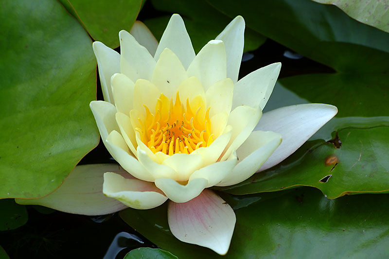 Yellow water lily