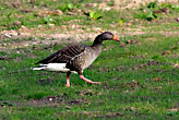 Grey Lag Goose