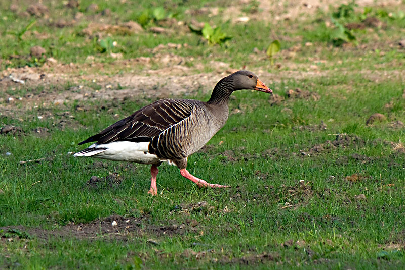 Grey Lag Goose