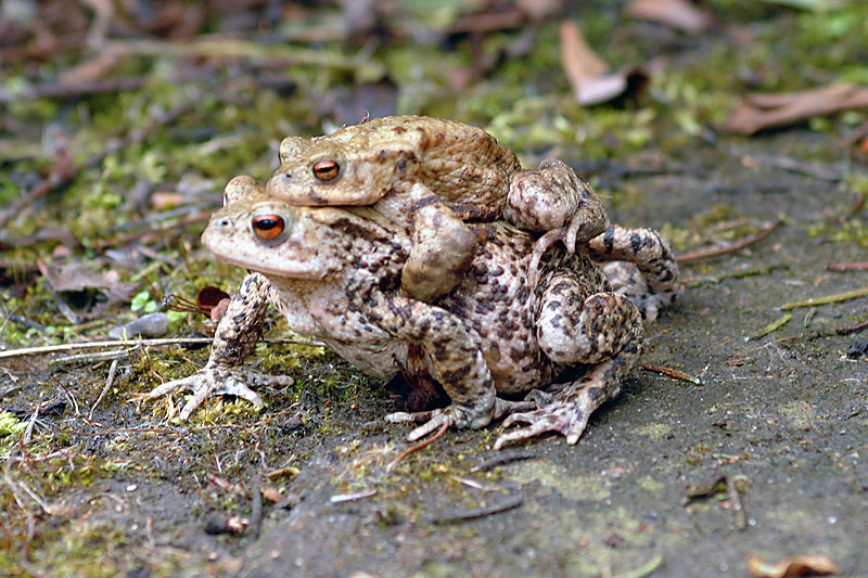 Common Toads