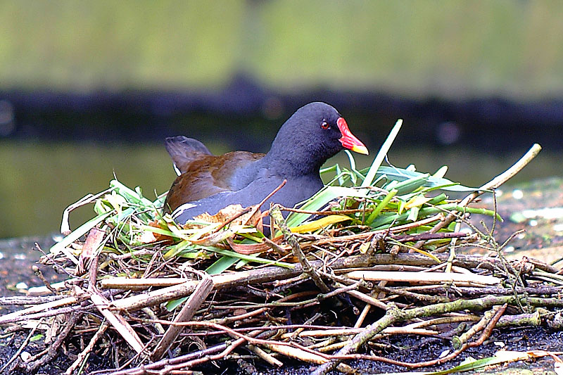 Moorhen